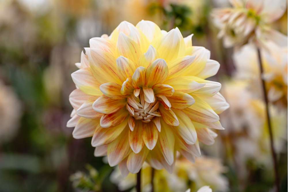 Dahlia 'Peaches and Cream'